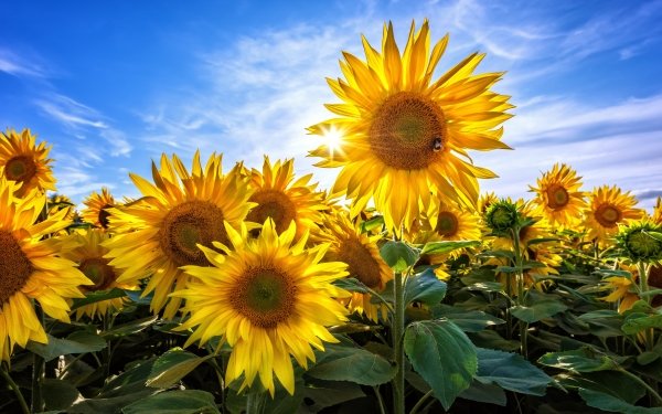 Earth Sunflower Flowers Summer Flower Yellow Flower Nature HD Wallpaper | Background Image