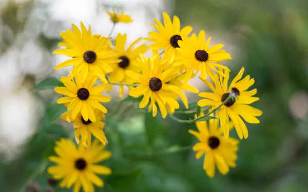 flower rudbeckia nature black-eyed susan HD Desktop Wallpaper | Background Image