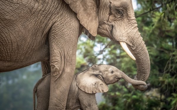 Animal Elephant Baby Animal HD Wallpaper | Background Image