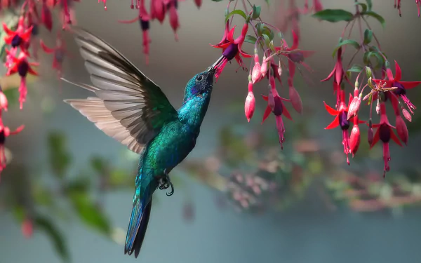 A vibrant hummingbird feeding from bright fuchsia flowers, captured in stunning detail as a 4K Ultra HD PC desktop wallpaper.