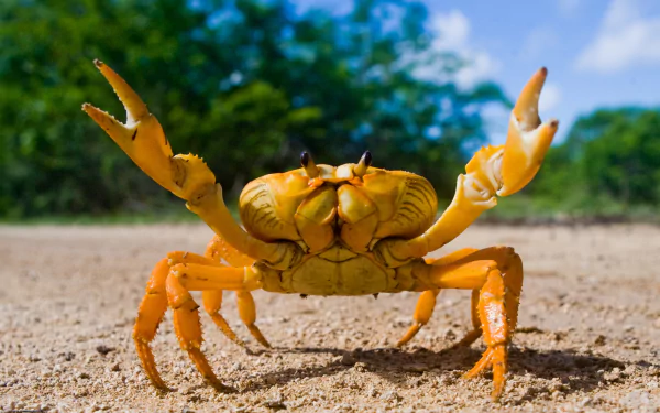 Animal crab HD Desktop Wallpaper | Background Image