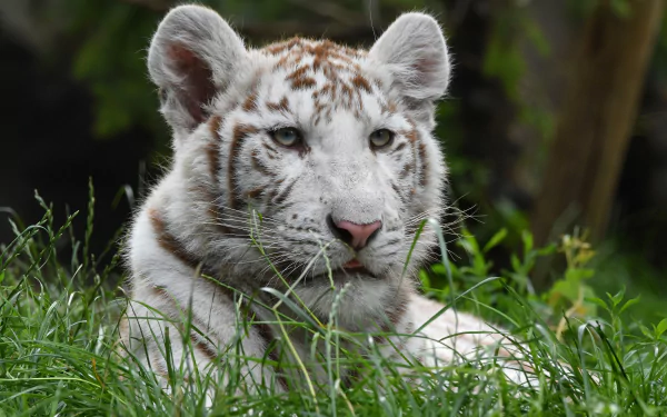 White tiger (animal) resting in green grass, close-up portrait — 4K Ultra HD PC desktop wallpaper/background.
