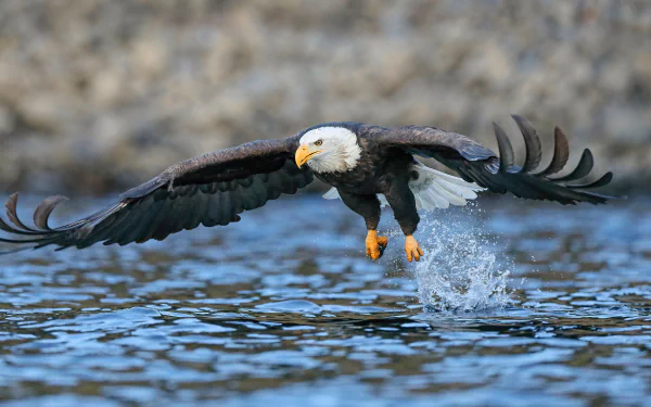 Animal bald eagle HD Desktop Wallpaper | Background Image