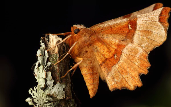 Animal moth HD Desktop Wallpaper | Background Image