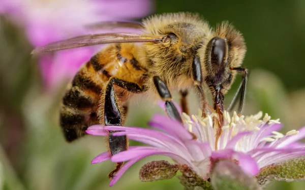 Close-up of a bee collecting nectar from a purple flower, captured in 4K Ultra HD as a vibrant PC desktop wallpaper and background.