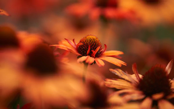 rudbeckia nature flower HD Desktop Wallpaper | Background Image