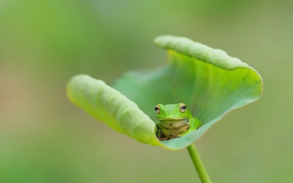 395 蛙高清壁纸 桌面背景 Wallpaper Abyss 页面5