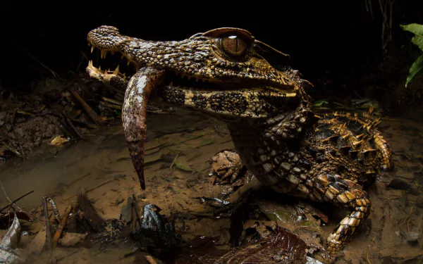  Smooth-fronted caiman, also known as Schneider's dwarf caiman or Schneider's smooth-fronted caiman
