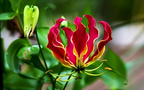 Earth Flower Flowers Lily Flame Lily HD Wallpaper | Background Image