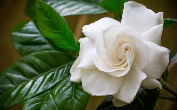 Gardenia (Flower) Wallpapers