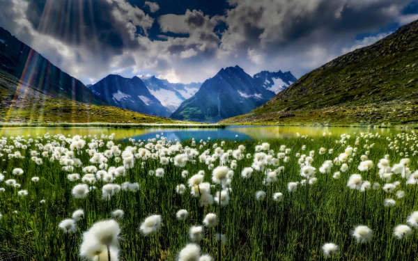 plant cloud mountain lake meadow Switzerland bernese alps nature sunbeam HD Desktop Wallpaper | Background Image