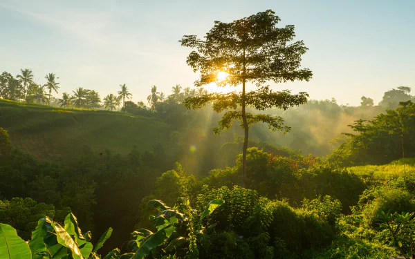 tropical fog Bali morning vegetation dawn tree nature sunbeam HD Desktop Wallpaper | Background Image
