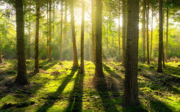 pine moss forest nature sunbeam HD Desktop Wallpaper | Background Image