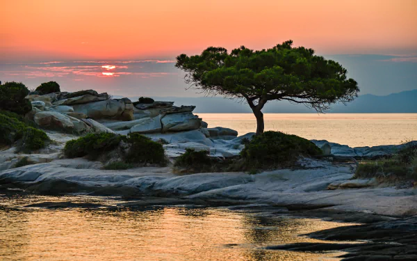 5K Ultra HD PC desktop wallpaper: lone pine on a rocky shore at sunset, tranquil sea and warm sky, a serene nature scene.