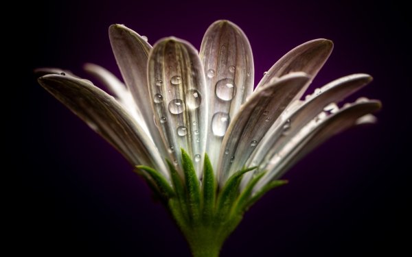 Earth Gerbera Flowers Water Drop Macro Petal Flower HD Wallpaper | Background Image