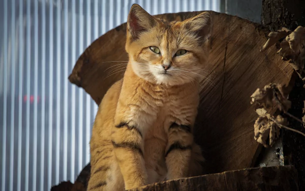  The sand cat, also known as the sand dune cat