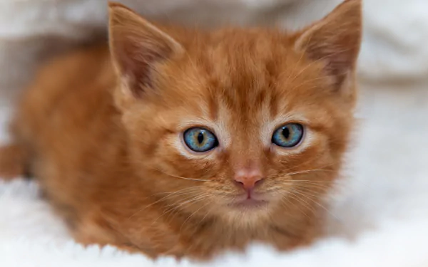 kitten Animal cat HD Desktop Wallpaper | Background Image