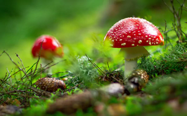 pine cone fly agaric nature mushroom HD Desktop Wallpaper | Background Image