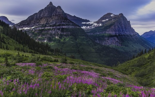 Earth Mountain Mountains Flower Alps Meadow Fireweed Spruce HD Wallpaper | Background Image