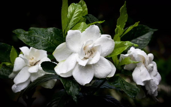 4K Ultra HD PC desktop wallpaper and background showing white camellia flower blossoms with water drops on glossy green leaves in a nature scene.