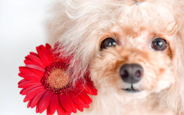 flower dog gerbera Animal poodle HD Desktop Wallpaper | Background Image