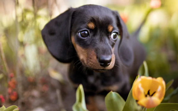 puppy tulip dog Animal dachshund HD Desktop Wallpaper | Background Image