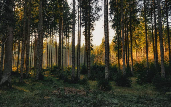 pine tree nature forest HD Desktop Wallpaper | Background Image
