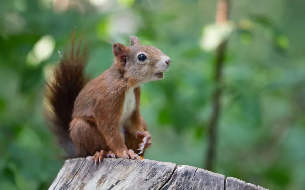 rodent stump Animal squirrel HD Desktop Wallpaper | Background Image