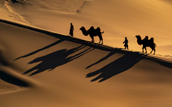 camel camel caravan desert people photography caravan HD Desktop Wallpaper | Background Image