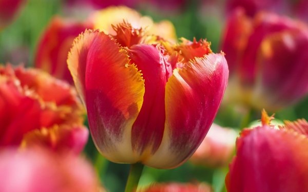 Tulip HD Wallpaper | Background Image | 1920x1200 | ID:401706