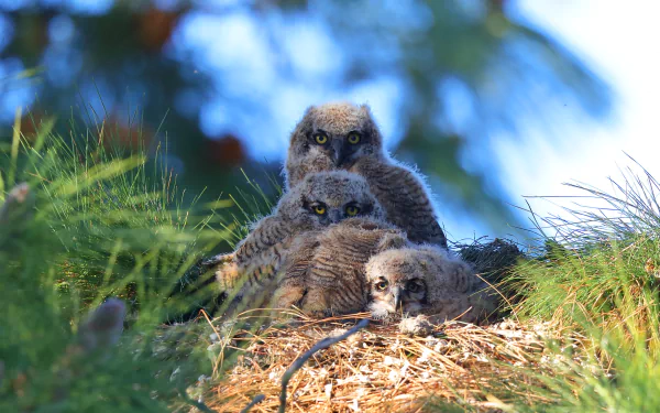 owlet nest bird Animal owl HD Desktop Wallpaper | Background Image