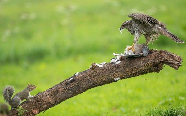 Animal Falcon Birds Birds of prey Squirrel Log HD Wallpaper | Background Image