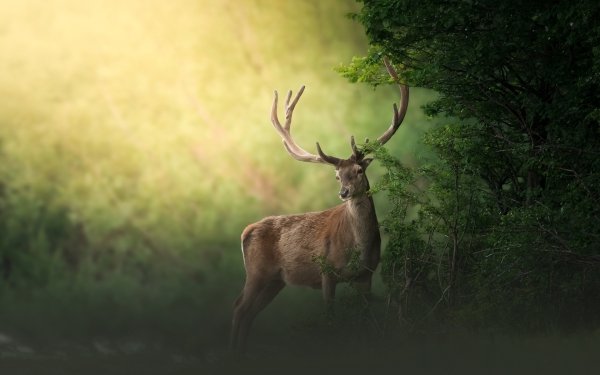 Animal Deer HD Wallpaper | Background Image