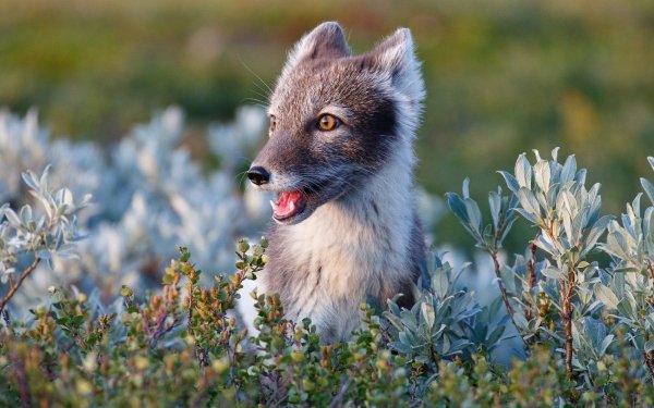 Animal Arctic Fox Dogs HD Wallpaper | Background Image