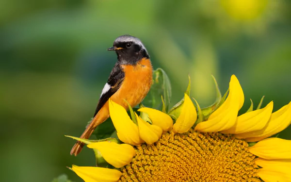 sunflower bird Animal redstart HD Desktop Wallpaper | Background Image