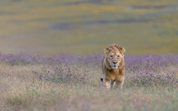 savanna Animal lion HD Desktop Wallpaper | Background Image