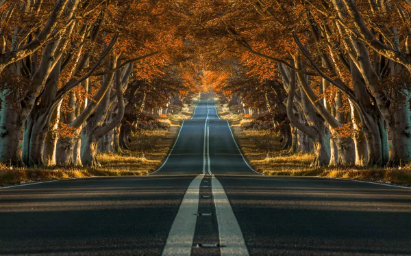 HD desktop wallpaper of a man-made road lined with trees displaying vibrant fall foliage, creating a scenic tunnel effect in warm autumn colors.