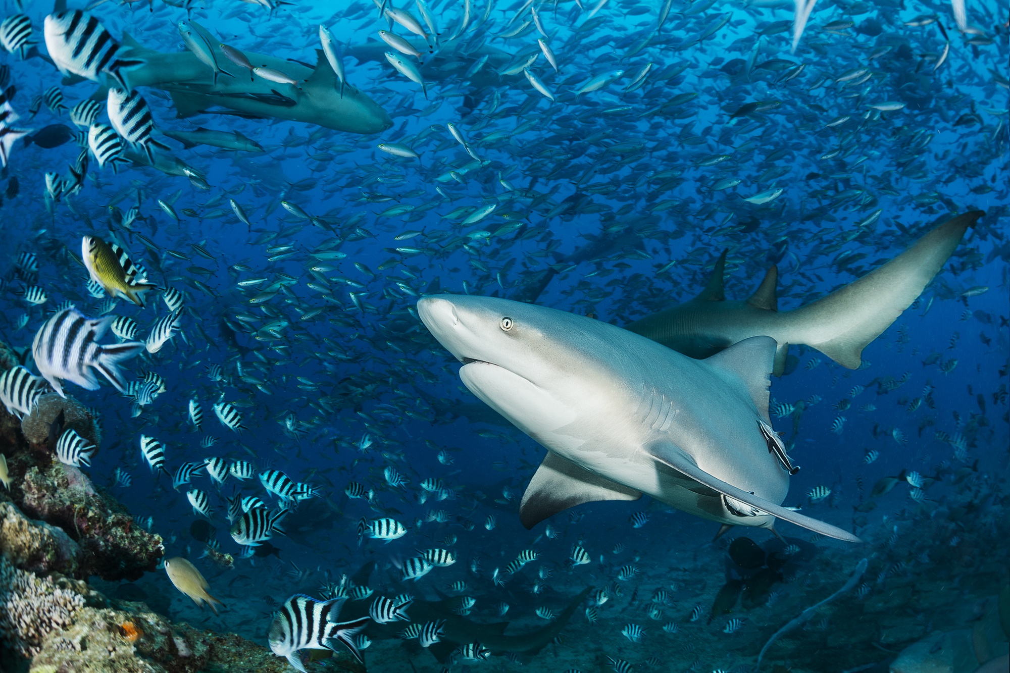 Про акул воды. Акула мако. Акулий риф Египет. Подводный мир акулы. Подводный мир акулы и рыбы.