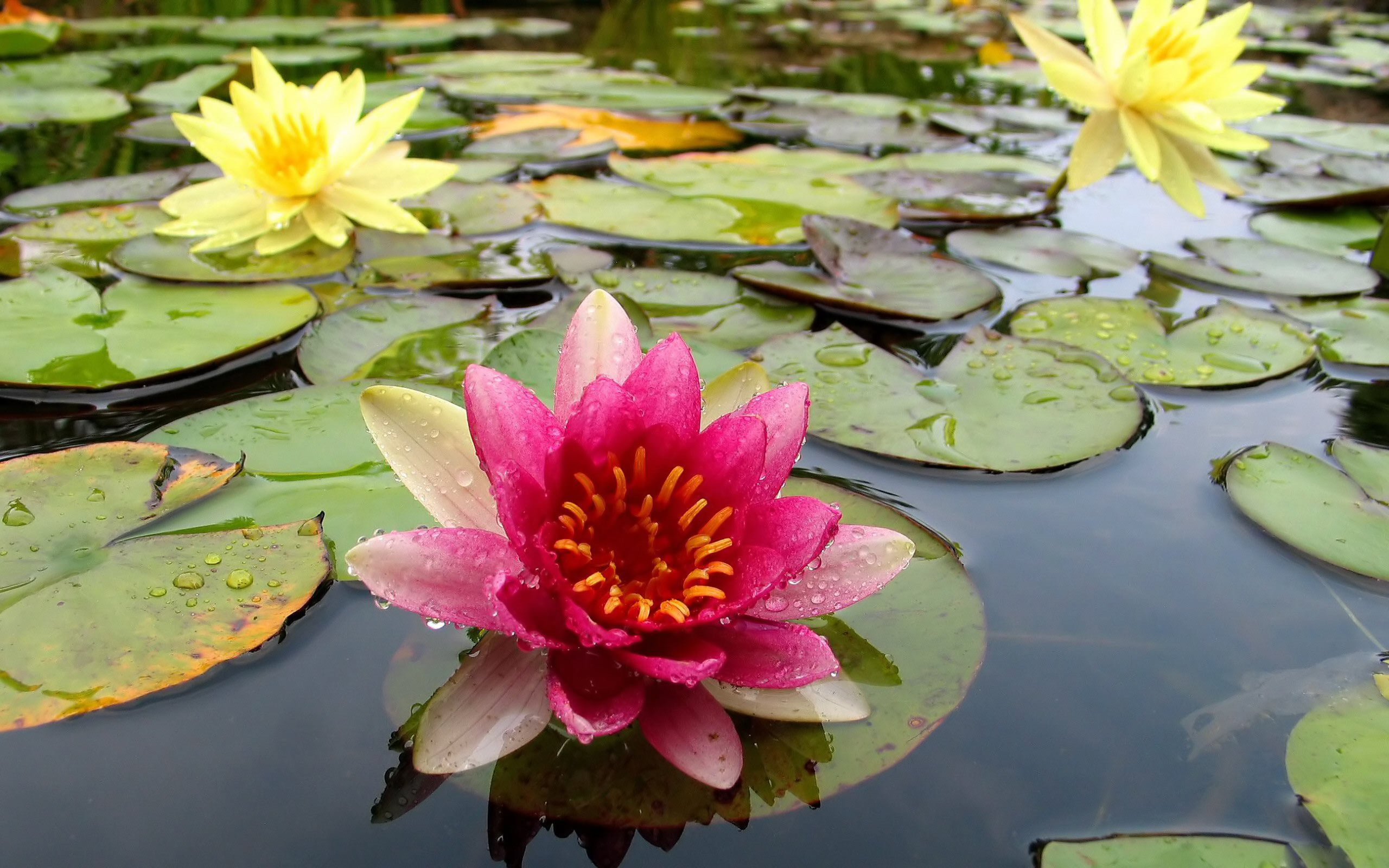 Nature Water Lily HD Wallpaper | Background Image