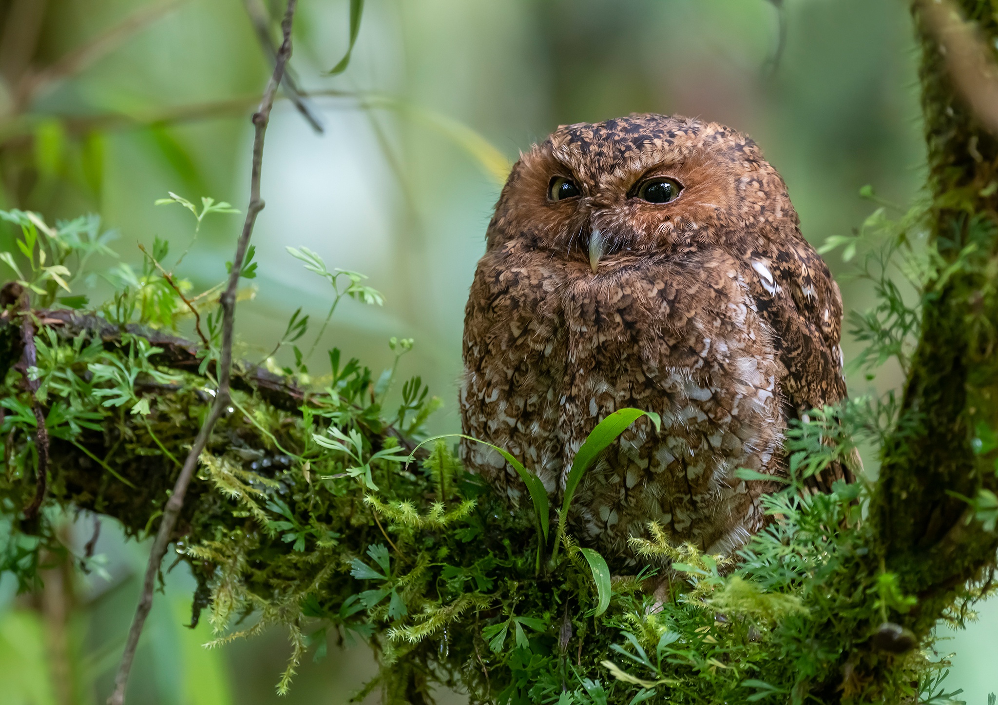 Owl HD Wallpaper | Background Image | 2048x1446