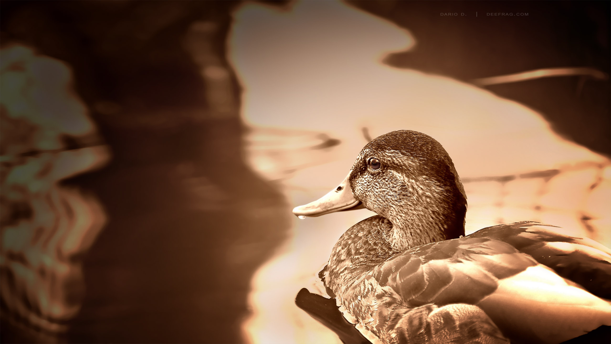 Animal Duck HD Wallpaper | Background Image