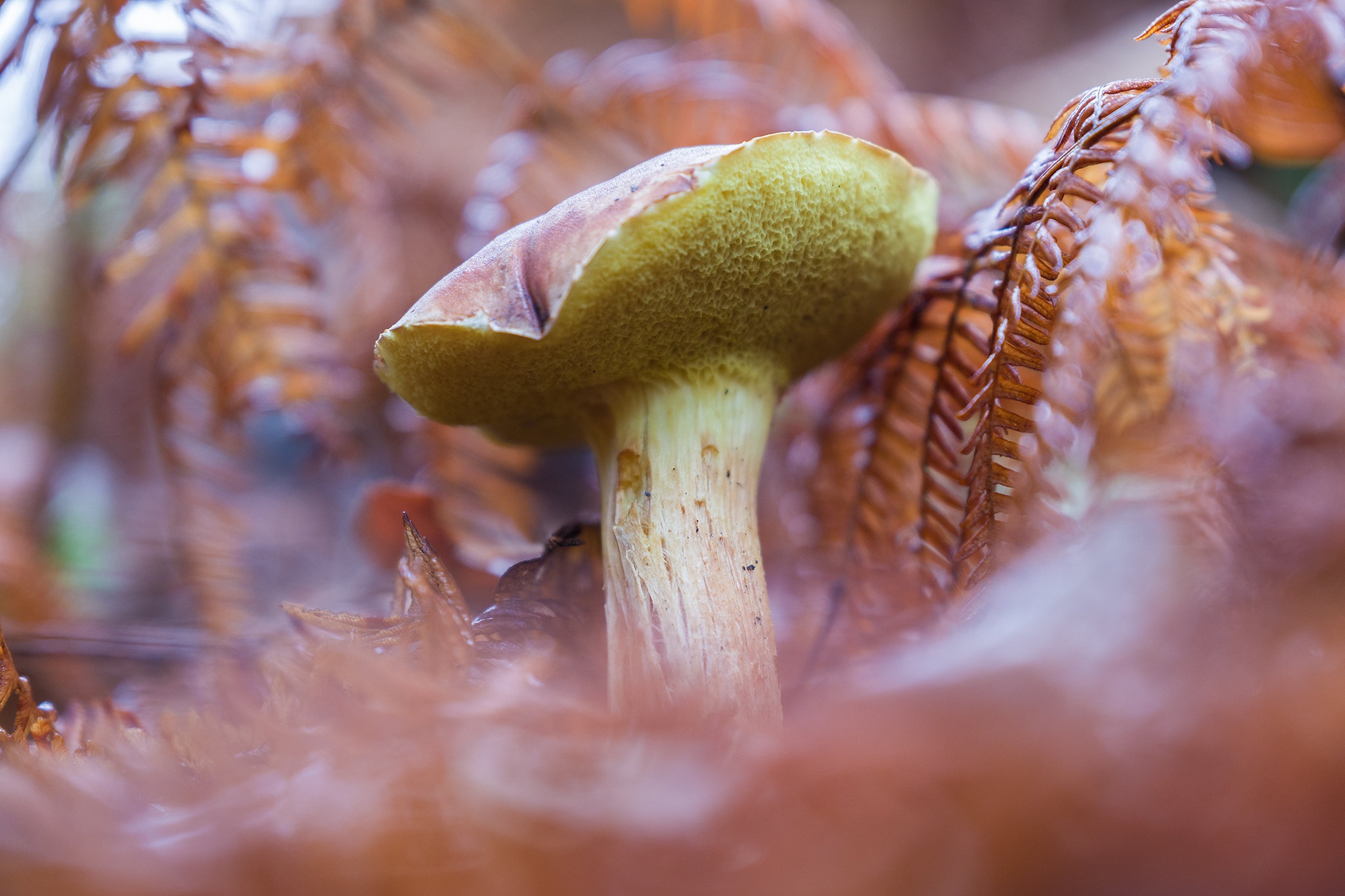 Download Nature Mushroom HD Wallpaper