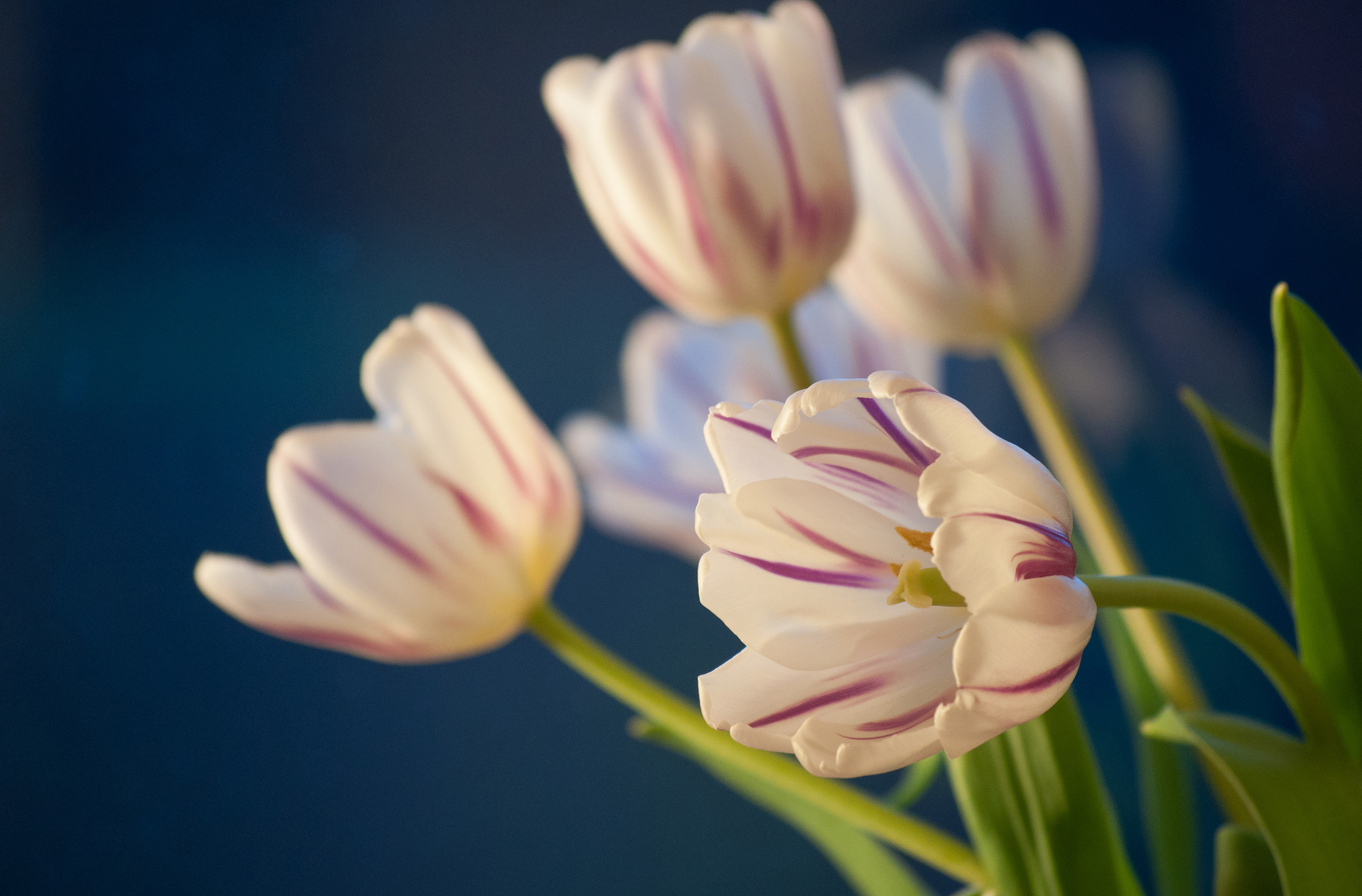 Download Flower Nature Tulip HD Wallpaper