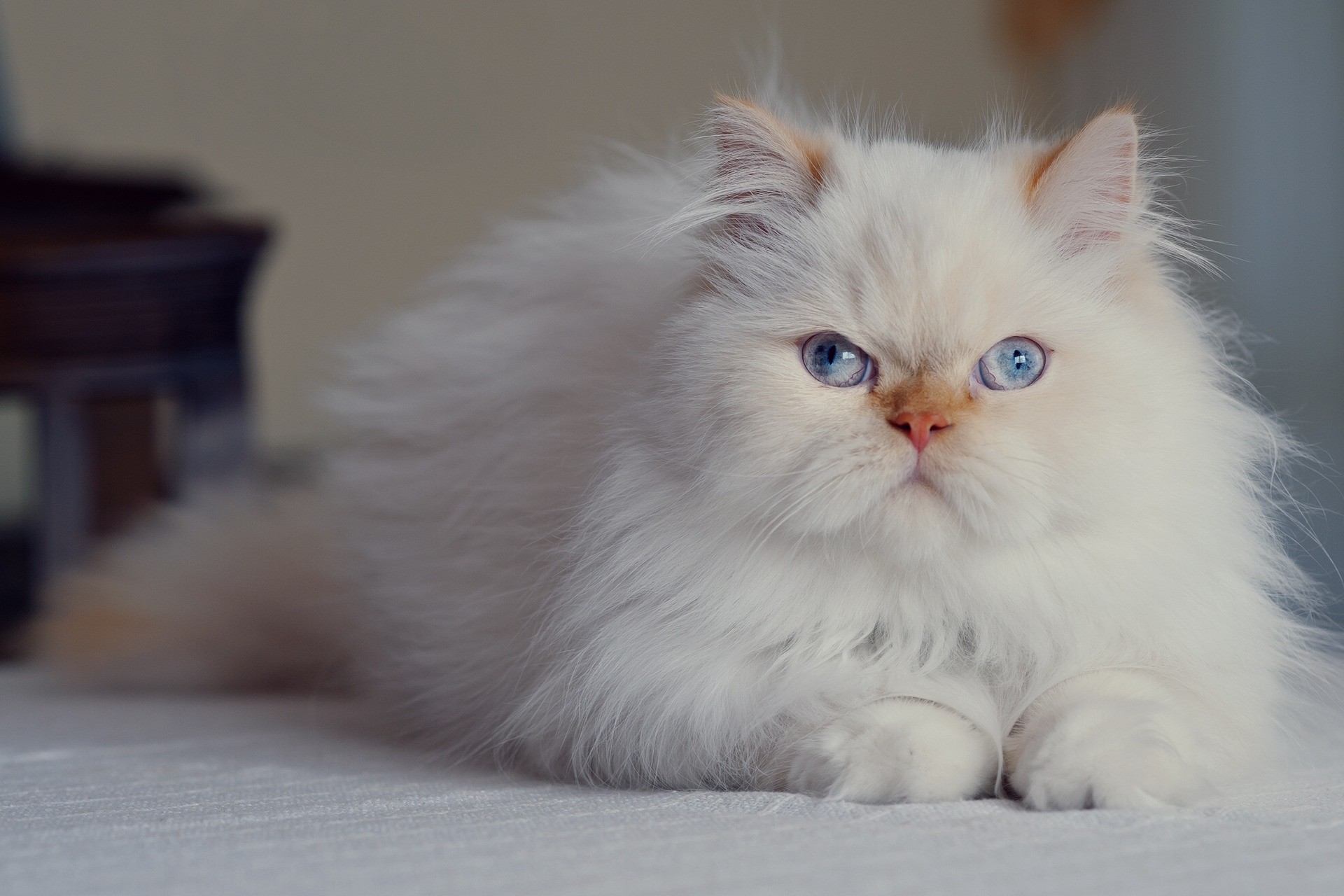 Animal Persian cat HD Wallpaper | Background Image