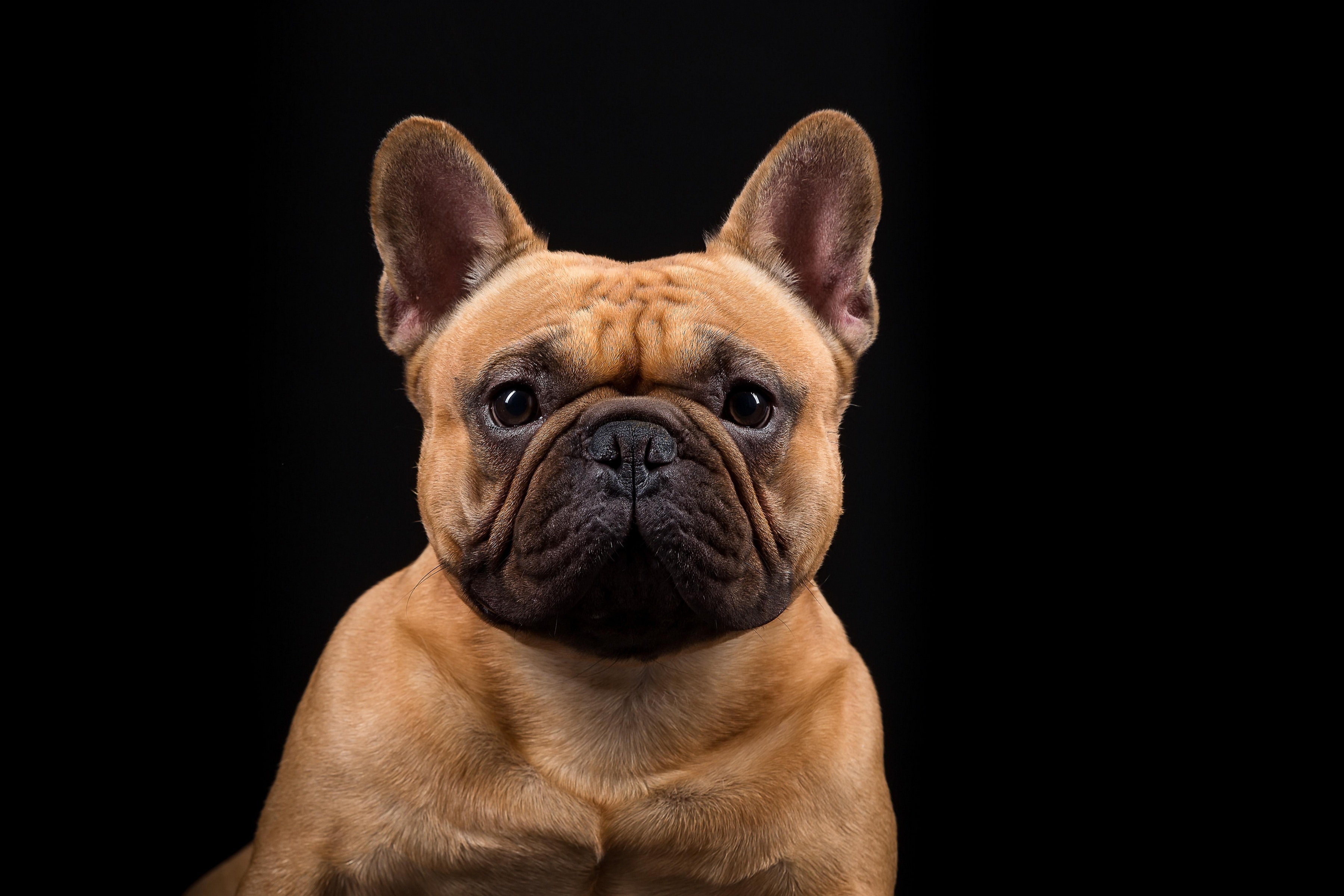 Download Dog Muzzle Animal French Bulldog HD Wallpaper