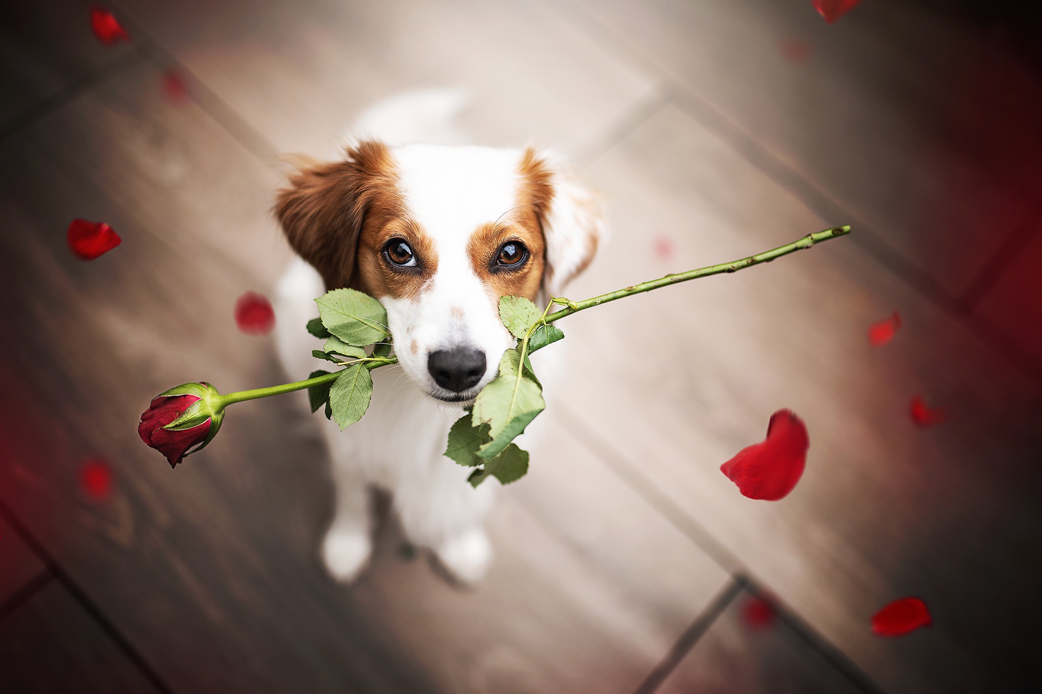 Köpek HD Duvar kağıdı Arka plan 2048x1365 ID1108571 Wallpaper