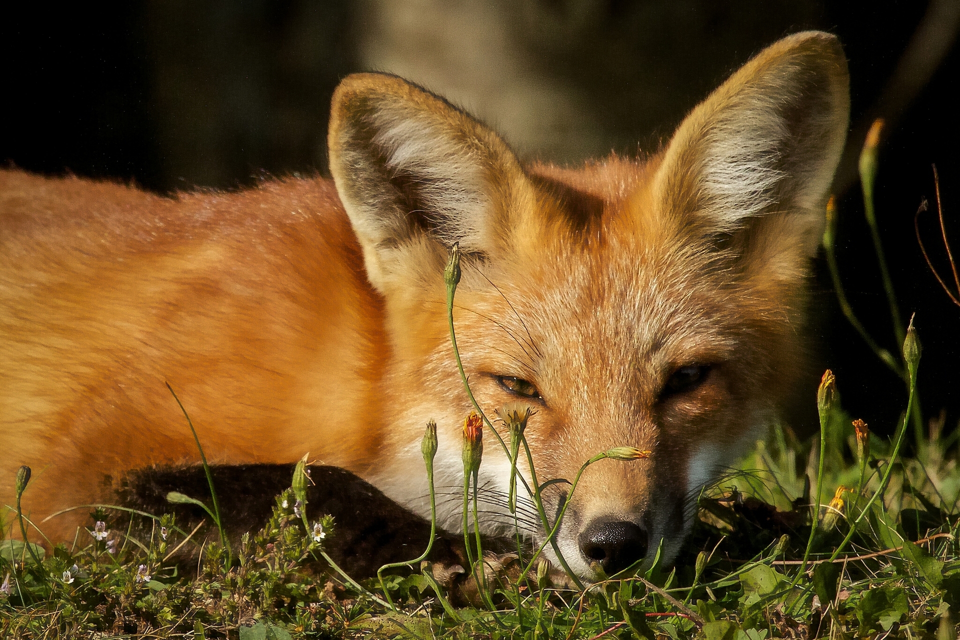 Download Muzzle Animal Fox HD Wallpaper