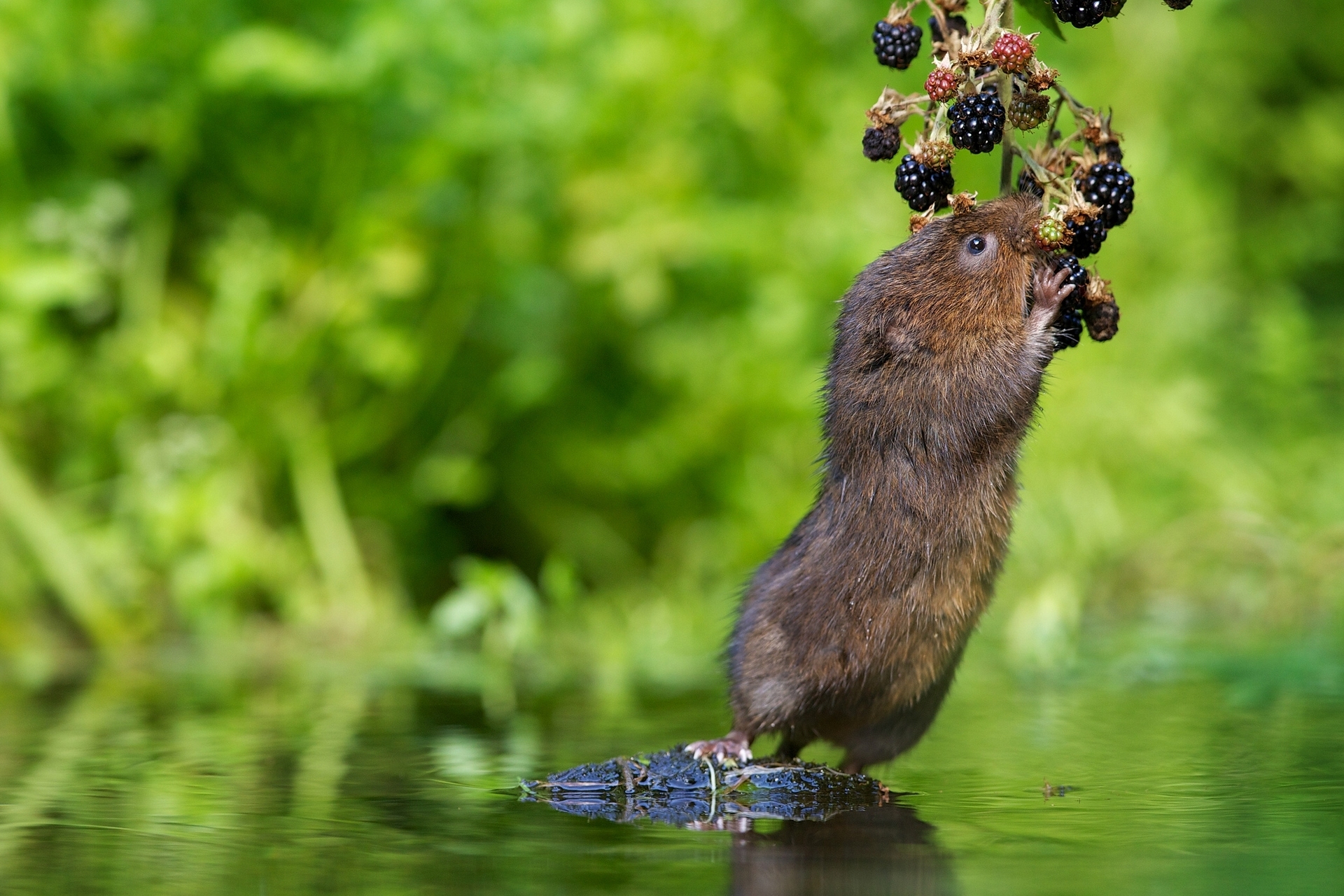 Animal Rodent HD Wallpaper | Background Image