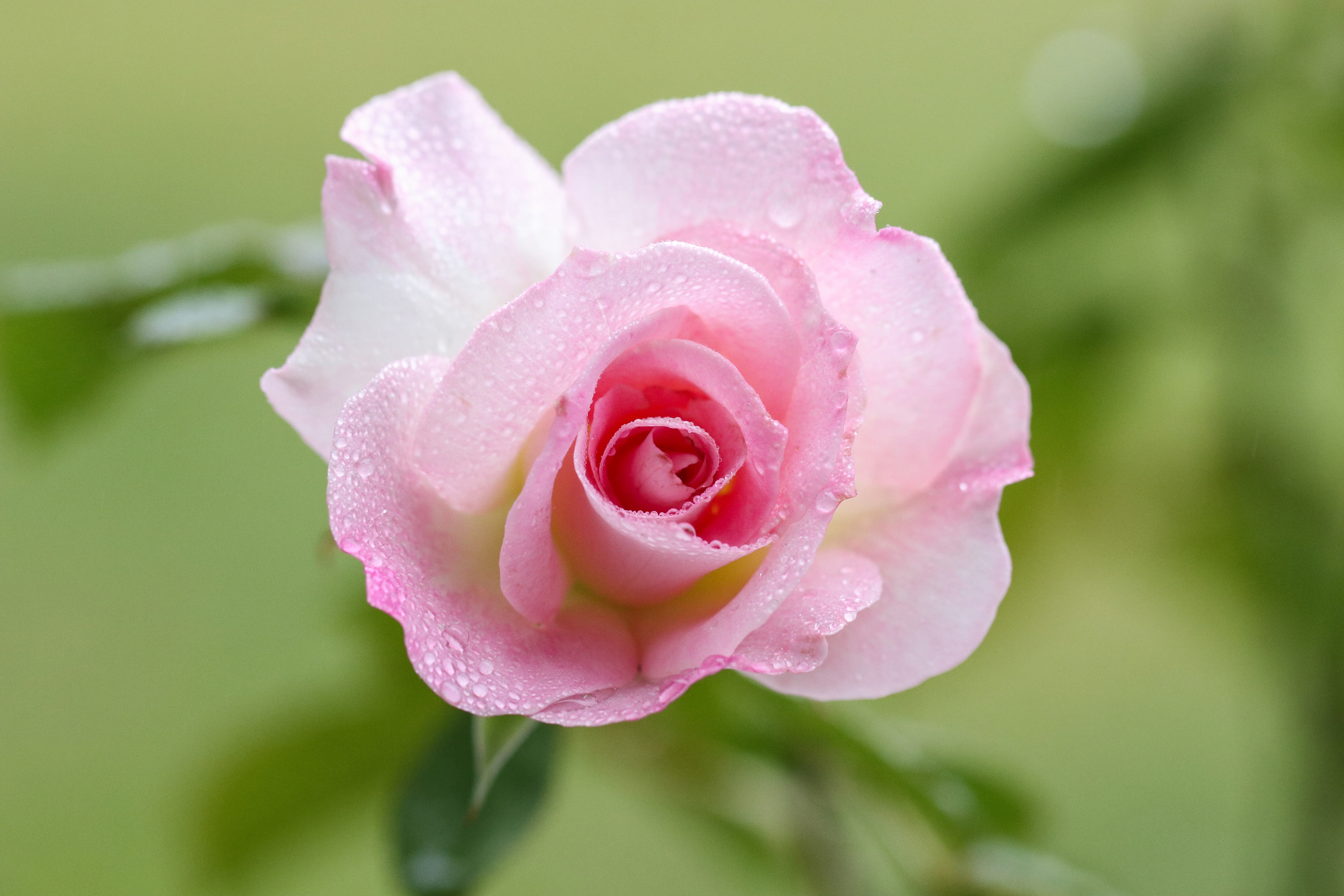 Single Pink Rose Flower Hd Wallpaper Best Flower Site