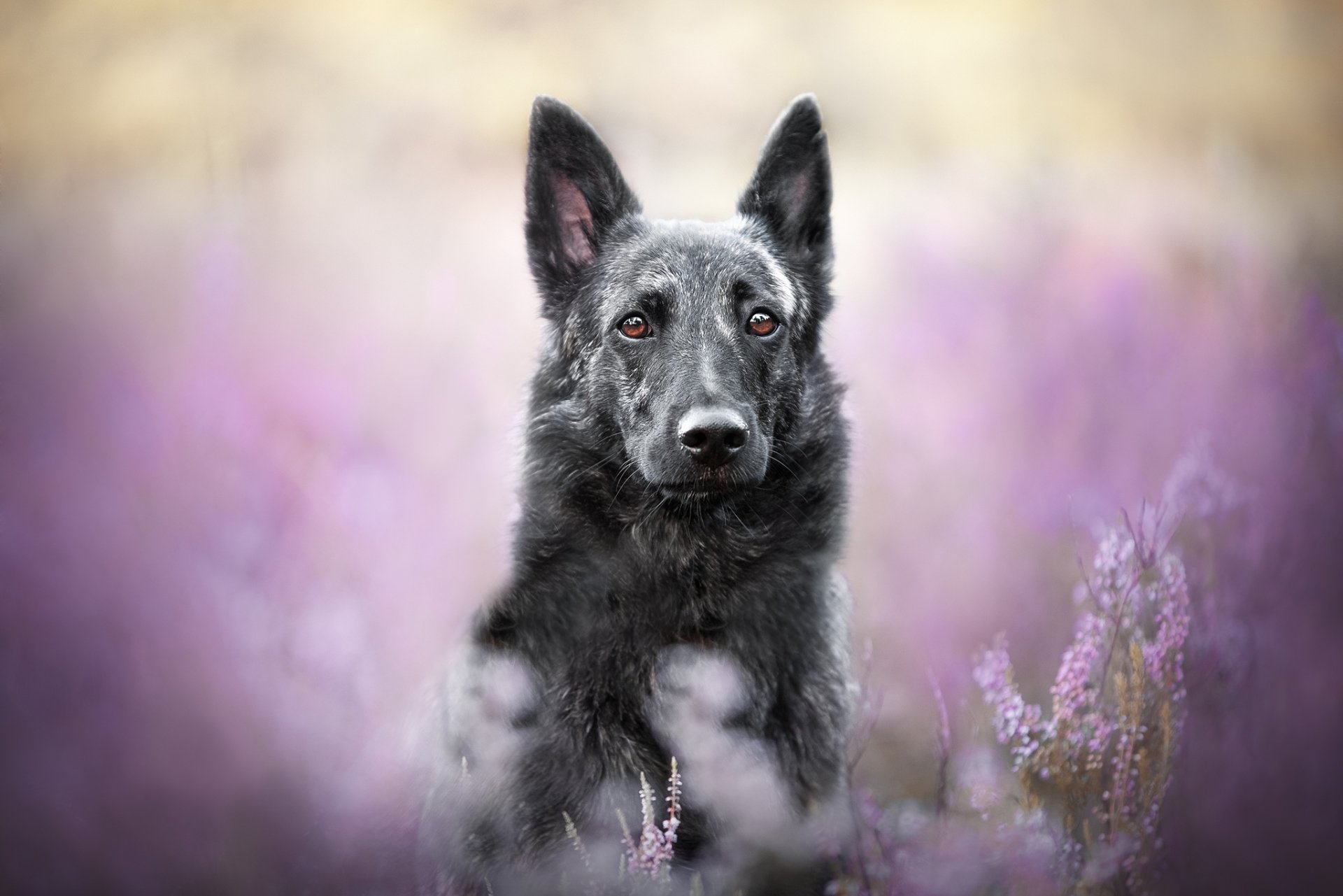 Download Heather Animal Dog HD Wallpaper